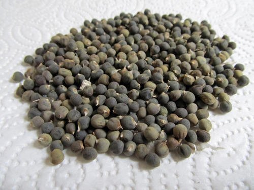 SriSatymev Lady Finger Seeds 100g, Bhindi Ke beej