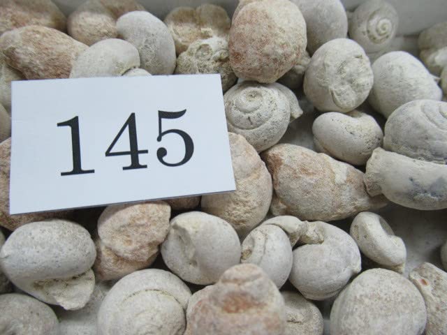 巻貝の化石 約5cm 新種の微小巻貝6種を発見 | つくばサイエンスニュース