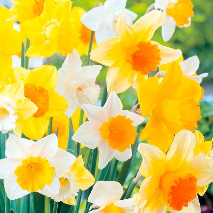 Blue Magic Design 40 Mix Daffodil Narcissus Garden Bulb Spring Flowering Tazetta Wisley Minnow