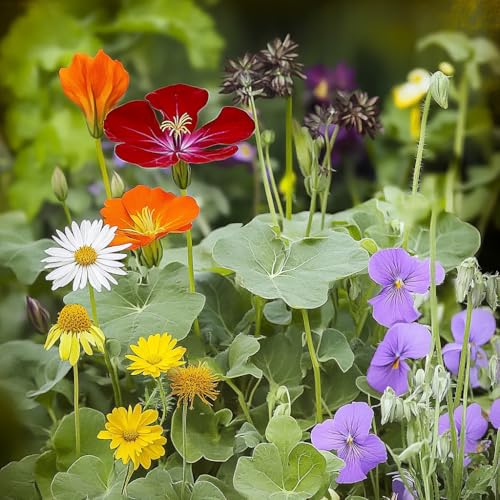 Image of Ferry-Morse Edible Flower Bulk Wildflower Seeds, 178,000+, 1 lb