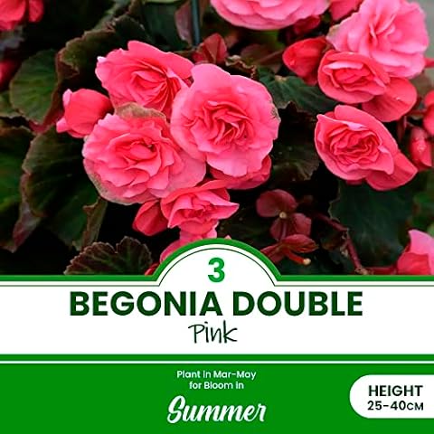 3 Begonia Double Pink Bulbs for Summer Cover