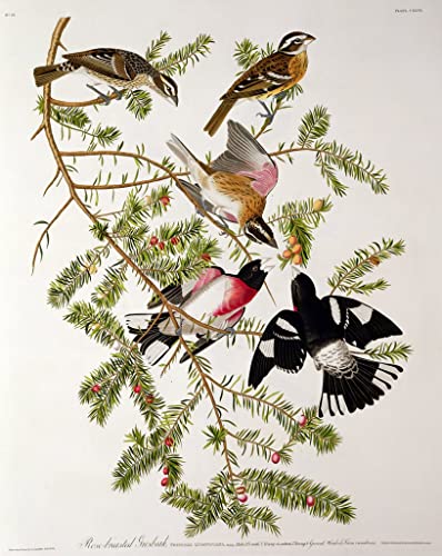 Peinture sur toile Cardinal à poitrine rose par Audubon pour chambre 60x90cm