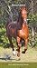 Horse Lovers 2019 3.5 x 6.5 Inch Two Year Monthly Pocket Planner, Animals Horses