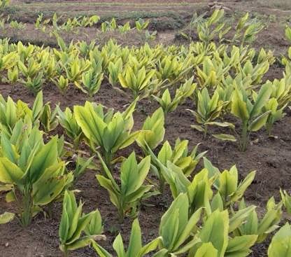 Divya Spiritual Lakadong Turmeric Haldi Plant Rhizomes for Growing (250 Grams)