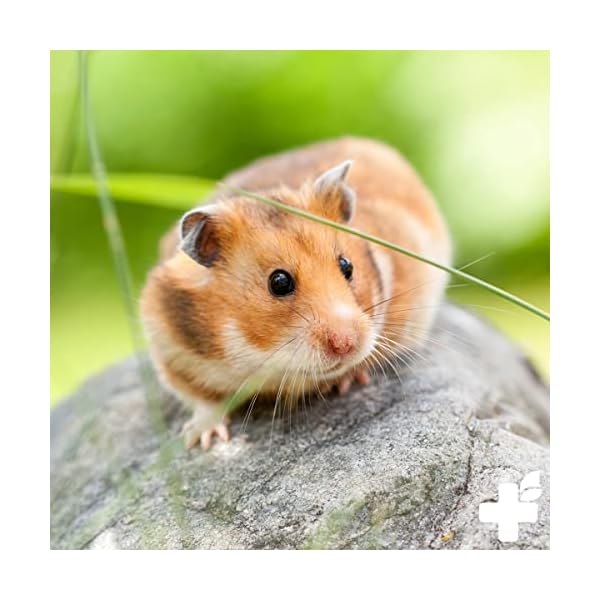 ReaVET Natur Nagerfutter 10 Liter - Kaninchenfutter, Meerschweinchen Futter, Hamster, Nager - Artgerecht mit Gemüseflocken, Kräutern, Getreide, und Luzerne, Ohne künstliche Zusätze – Bild 6