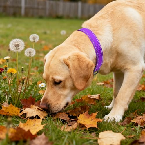 Image of Taglory Reflective Dog Collar for Large Dogs, Soft Neoprene Padded with Escape-Proof Locking Buckle, Upgraded Zinc Alloy Ring, Adjustable for Pitbull Labrador Retriever, Purple,L