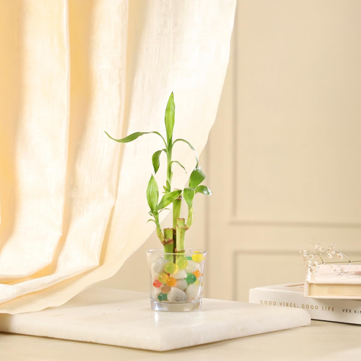Nurturing Green® 1- Layer Lucky Bamboo Plant in Glass Pot (With Pebbles) | Indoor Plant for Living Room and Office Décor | Live Plant With Pot (B0D8G2QFS8) Amazon Price History, Amazon Price Tracker