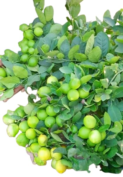 See full amazon price history chart for MANISHAS DAFFODILS All time Dwarf Seedless Lemon Plant for Garden(High-Yielding Variety) Round The Year Fruits (1 Healthy Plant In Grow- Bag) MANISHAS DAFFODILS All time Dwarf Seedless Lemon Plant for Garden(High-Yielding Variety) Round The Year Fruits (1 Healthy Plant In Grow- Bag) (B0BXKNR8CQ) Amazon Price History, Amazon Price Tracker
