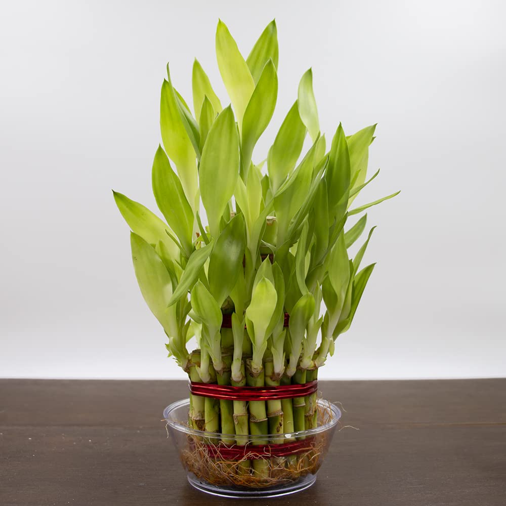 Ratanshis Ratanshi Agro-Hortitech Ratanshi Agro Hortitech Lucky Bamboo 3 Layer Plant with Bowl (B0BTMHG3YM) Amazon Price History, Amazon Price Tracker