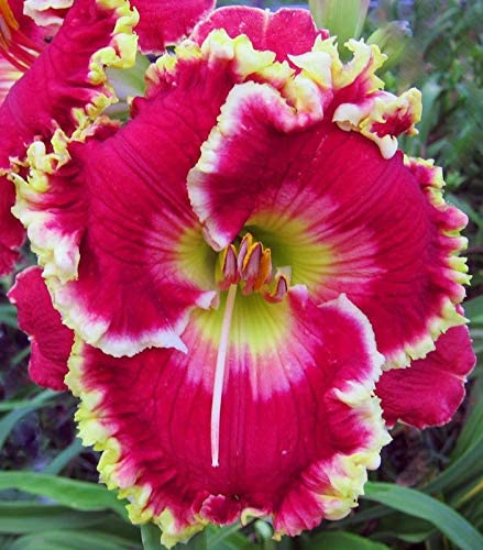 GREENLIVE TRADERS Imported Veriety Mixed colour Daylily Flower Bulbs, Hemerocallis,Tawny Daylily, Tiger Lily hybrid Flower Bulbs for home gardening | pack of 2 day lily flowers bulb-image-10