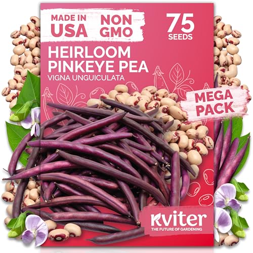 KVITER 75 Top Pick Pinkeye Cow Pea Seeds for Planting (Vigna Unguiculata) – Field Pea, Bush Purple Hull Peas, Heirloom & Organic | Peas & Beans – Vegetable Seeds for Outdoor Garden, Beds, Containers
