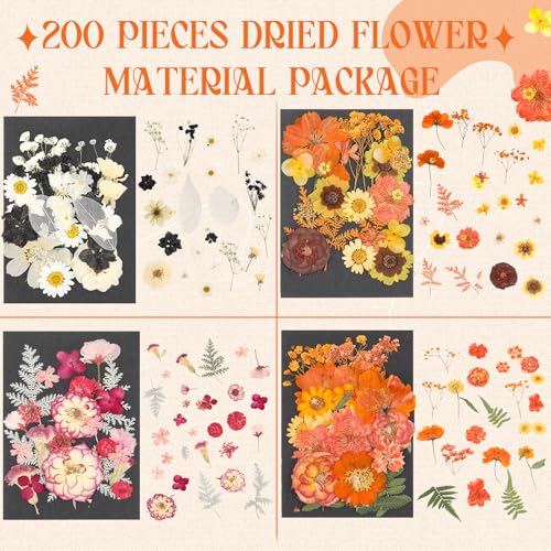Flores secas prensadas naturales pack 200 piezas miniatura 3