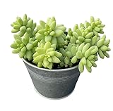 Donkey's Tail with 4' Vintage Metal Pot, Live Sedum Morganianum-Burro's Tail Succulent with Soil Mix, Rare House Plant for Home Office Wedding Indoor Outdoor Decoration, DIY Projects, Party Favor