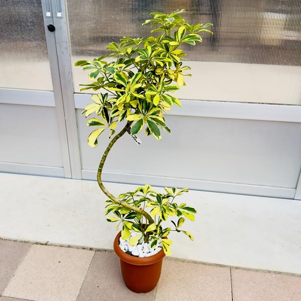 【現品】シェフレラ・ハッピーイエロー　曲がり　7号　茶鉢　（1） Amazon｜おしゃれ 観葉植物：シェフレラ ハッピーイエロー*7号 茶
