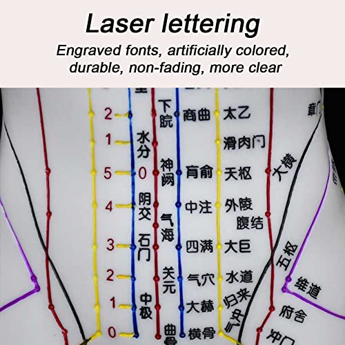 Modèle d'acupuncture précis pour maîtriser les points TCM et les méridiens - 8