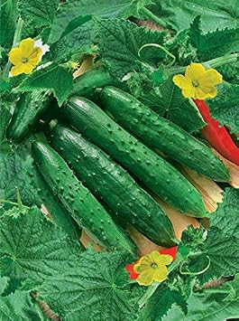Cucumber April F1 Giant Vine Self-pollinated Vegetable Non-GMO