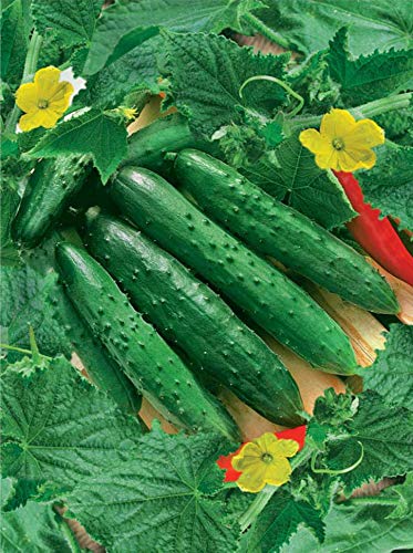 Cemeha Seeds Cucumber April F1 Giant Vine Self-Pollinated Vegetable Non-Gmo #TOP8