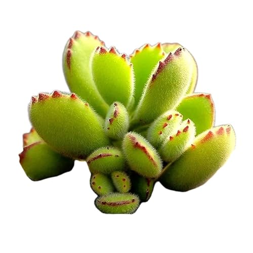 Bear's Paw Bare Root Succulent