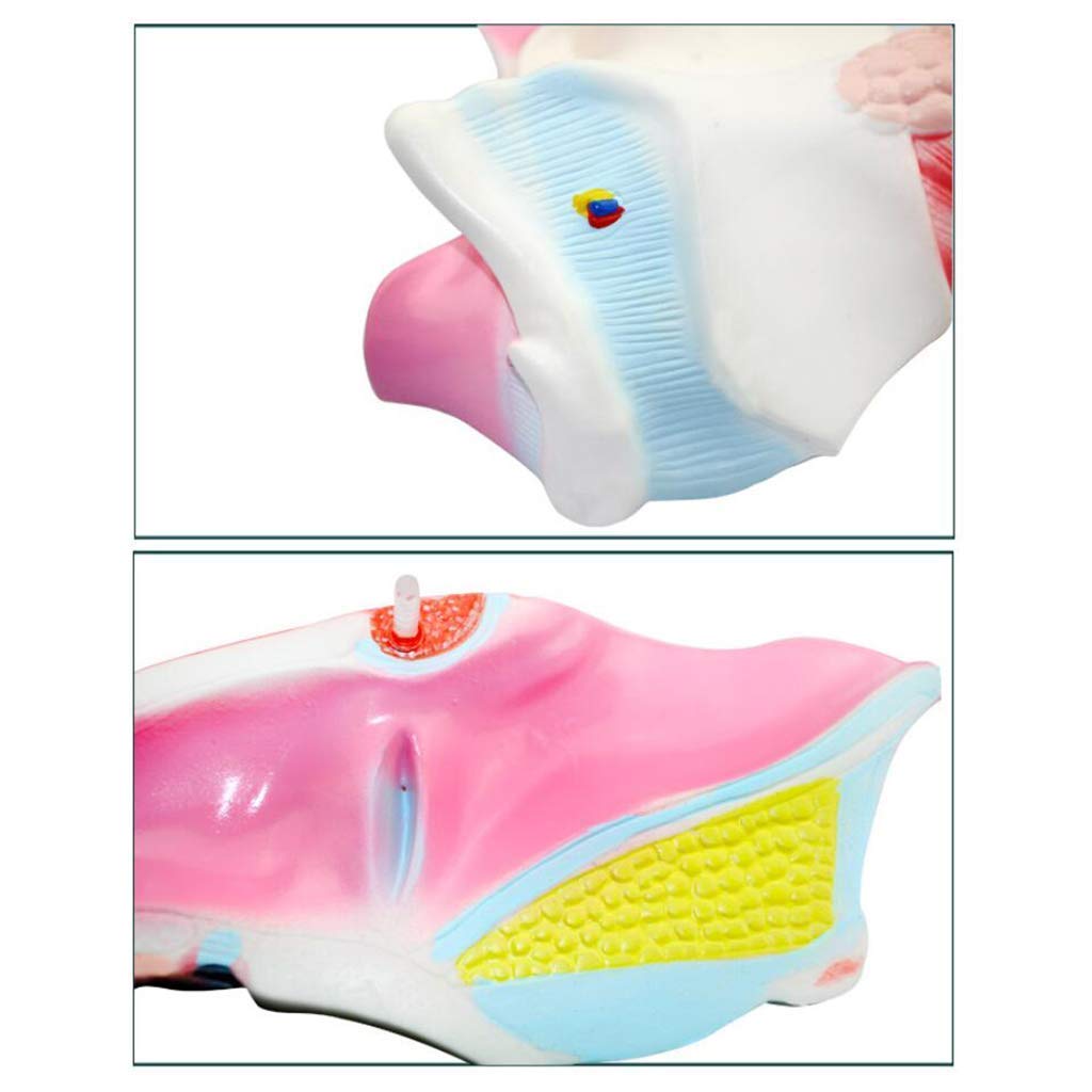 Model dydaktyczny, model ludzkiego gardła, modele naukowe anatomii człowieka - szkielet anatomiczny symulacji medycznej, materiał żywiczny profesjonalny model gardła do medycznej pomocy edukacyjnej An