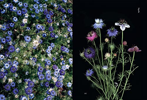 Edible Flowers: How, Why, and When We Eat Flowers