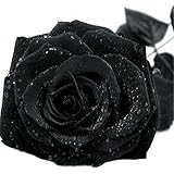 super1798 20 Pcs Rare Colorful Rose Flower Seeds DIY Home Garden Plant - Black