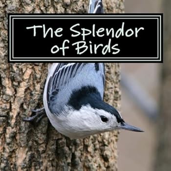 Paperback The Splendor of Birds: A Picture Book for Seniors, Adults with Alzheimer's and Others Book