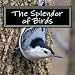 The Splendor of Birds: A Picture Book for Seniors, Adults with Alzheimer's and Others (Picture Books for Seniors, Alzheimer's Patients, Adults with ... and Others; A 'No Text' Book) (Volume 5)