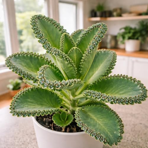 Pinnata Kalanchoe Starter Plant - 2 Inch Pot - Mother of Thousands