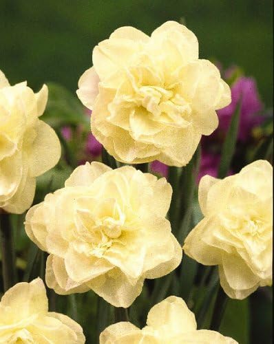 Amazon Co Jp 純白の八重スイセン 人気の球根 水仙 オブダム2球 Diy Tools Garden Amazon Co Jp 純白の八重スイセン 人気の球根 水仙 オブダム2球 Diy Tools Garden