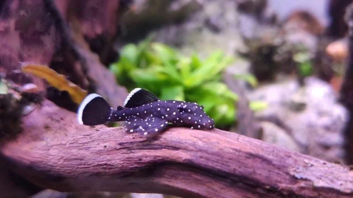 ShrimpRack™ L183 Starlight Bristlenose Pleco (Ancistrus dolichopterus). Juveniles. Size 1 INCHE in Length Live Arrival Guarantee.