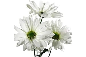 Farm2Door: 49 Stems of Farm-Fresh White Pom Pom Daisies