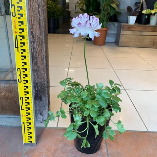 ラナンキュラス ラックス」の人気商品一覧 | 安い商品を通販サイトから