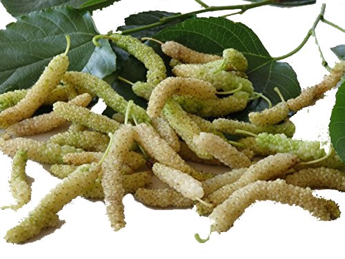 GREEN PARADISE ® White Mulberry Live Plant Suitable For Bonsai. (B07CWFNQZN) Amazon Price History, Amazon Price Tracker