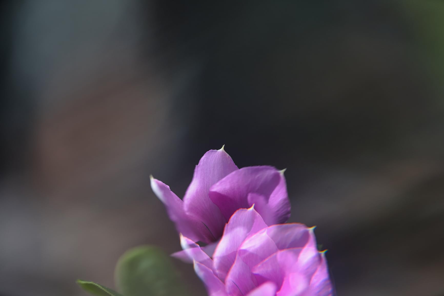 <font dir="auto" style="vertical-align: inherit;"><font dir="auto" style="vertical-align: inherit;">Niche Filter