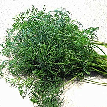 Potseed Semillas de eneldo Tetra orgánicos (V 51)