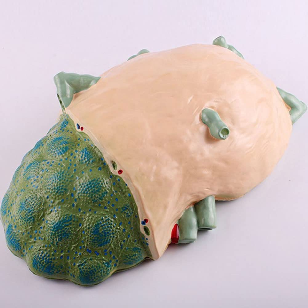 Amazon.co.jp: 人間のリンパ節拡大モデル医療教育