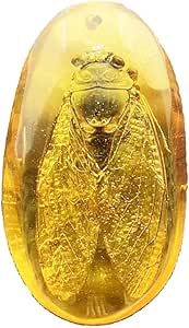 What Is Insect Resin at Alfredo Grove blog