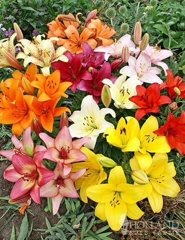 Asiatic Lily Flower Bulbs Double (Mix 5) (B0BDMB243W) Amazon Price History, Amazon Price Tracker