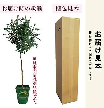 Amazon.co.jp: 母の日 プレゼント 2025年 四季咲き バラ 【6品種から Amazon.co.jp: 母の日 プレゼント 2025年 四季咲き バラ 【6品種から