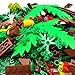 ZHX Garden Park Building Block Parts Botanical Scenery Accessories Plant Set Building Bricks Toy Trees Flowers Compatible All Major Brands (Without Baseplate)