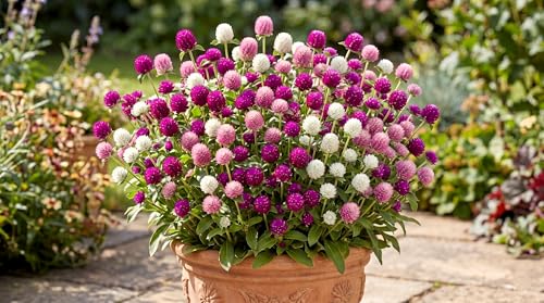 Image of Low Maintenance Hybrid Flower Seeds Combo Pack- All Year Flower Seeds Supply (7 VARIETY WEST INDIA ALL YEAR)