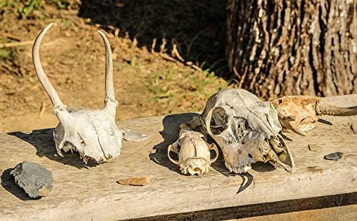 Home Comforts Flint Stone Tools Arrowhead Scrapers Skulls Bones-20 Inch By 30 Inch Laminated Poster With Bright Colors And Vivid Imagery-Fits Perfectly In Many Attractive Frames