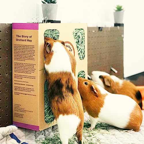 GuineaDad Orchard Hay Box – 3 Pack Guinea Pig Food – Cage-Mounted Feeding System – Orchard Hay for Guinea Pigs, Rabbits & Small Animals – 100% Recyclable & Biodegradable - Image 5