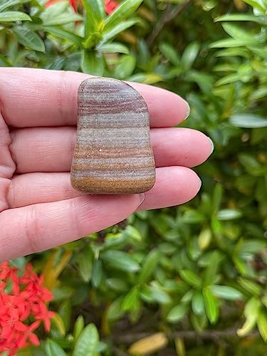 Image of GAF TREASURES 1 /2 LB Shiva Lingam Tumbled Stones, Polished Shiva Lingam Gemstone, Shiva Lingam Healing Crystals (Shiva Lingam)