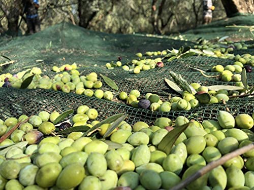Laconiko Ultra Premium 100% Extra Virgin Olive Oil Value Pack | Cold Pressed | From Greece | KORONEIKI Variety | 2025 Gold Medal Award Winning NYIOOC | (25.4 OZ (2 Bottles of 12.7 OZ))