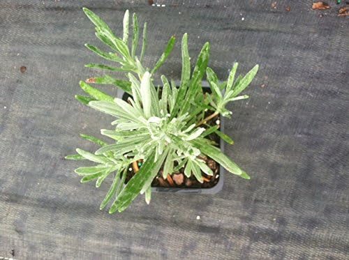 4 Grosso Lavender/Lavandin Lavandula X Intermedia/Fat Spike in 4 Inch Pots