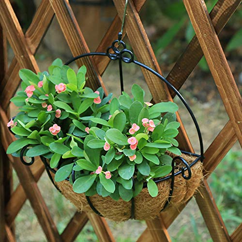 Plcnn 2Pcs Metal Hanging Planter Basket with Coco Coir Liner, 10 inch Half Round Plant Flower Wall Holder Iron Wire Flower Pots Hanger for Garden Porch Balcony Decor