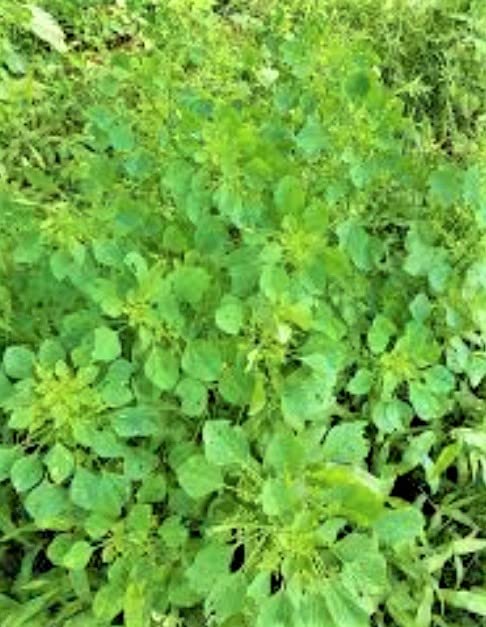 NATURE WORLD PREMIUM FULLY DESI ORGANIC AND AYURVEDIC ACALYPHA INDIGA KUPPINTAAKU INDIAN ACALYPHA KUPI KUPPAI MENI KUPPAMENI HARITA MANJARI KUPPU GIDA MAKTAJHURI HEALTHY LIVE PLANT FOR MORE BENEFITS (B0BPQMSKMB) Amazon Price History, Amazon Price Tracker