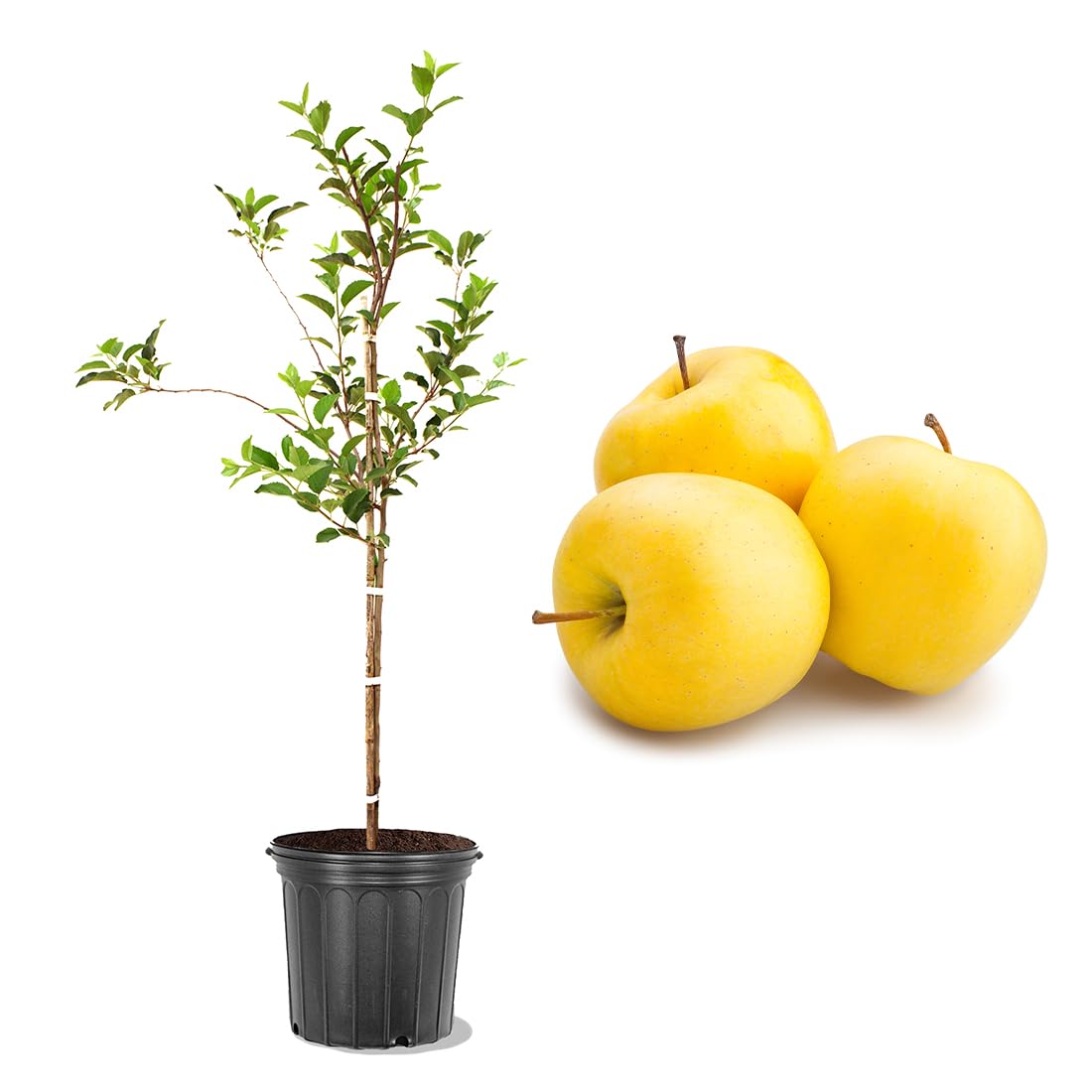 Golden Delicious Apple Tree