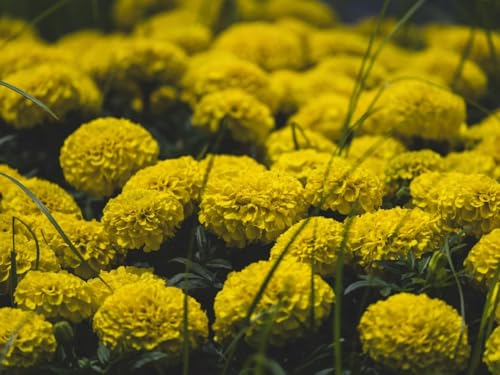 Image of Yellow Marigold Live Plant | African Marigold Gainda Phool Flowering Plant | Live Flower Plant for Home Garden Balcony Terrace Outdoor